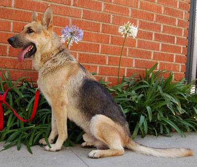 Chester von  Churwalden sitting